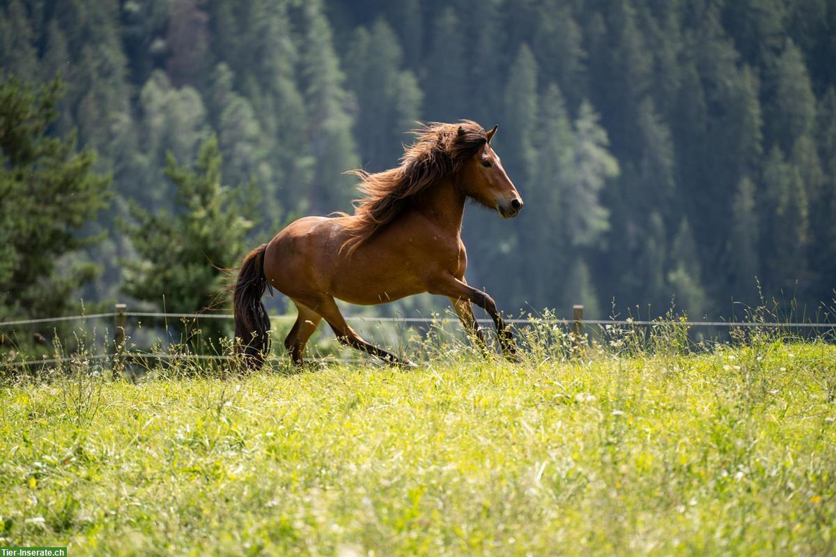 Bild 2: Athygli, Isländerstute 🐴 4.5-jährig zu verkaufen