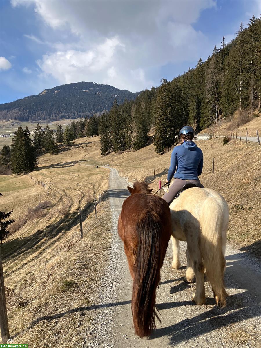 Bild 3: Athygli, Isländerstute 🐴 4.5-jährig zu verkaufen
