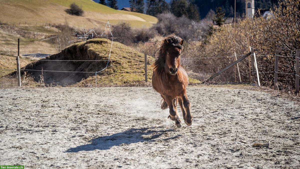 Bild 4: Athygli, Isländerstute 🐴 4.5-jährig zu verkaufen