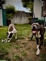 Bully-Mix Welpen Wurf-Ankündigung