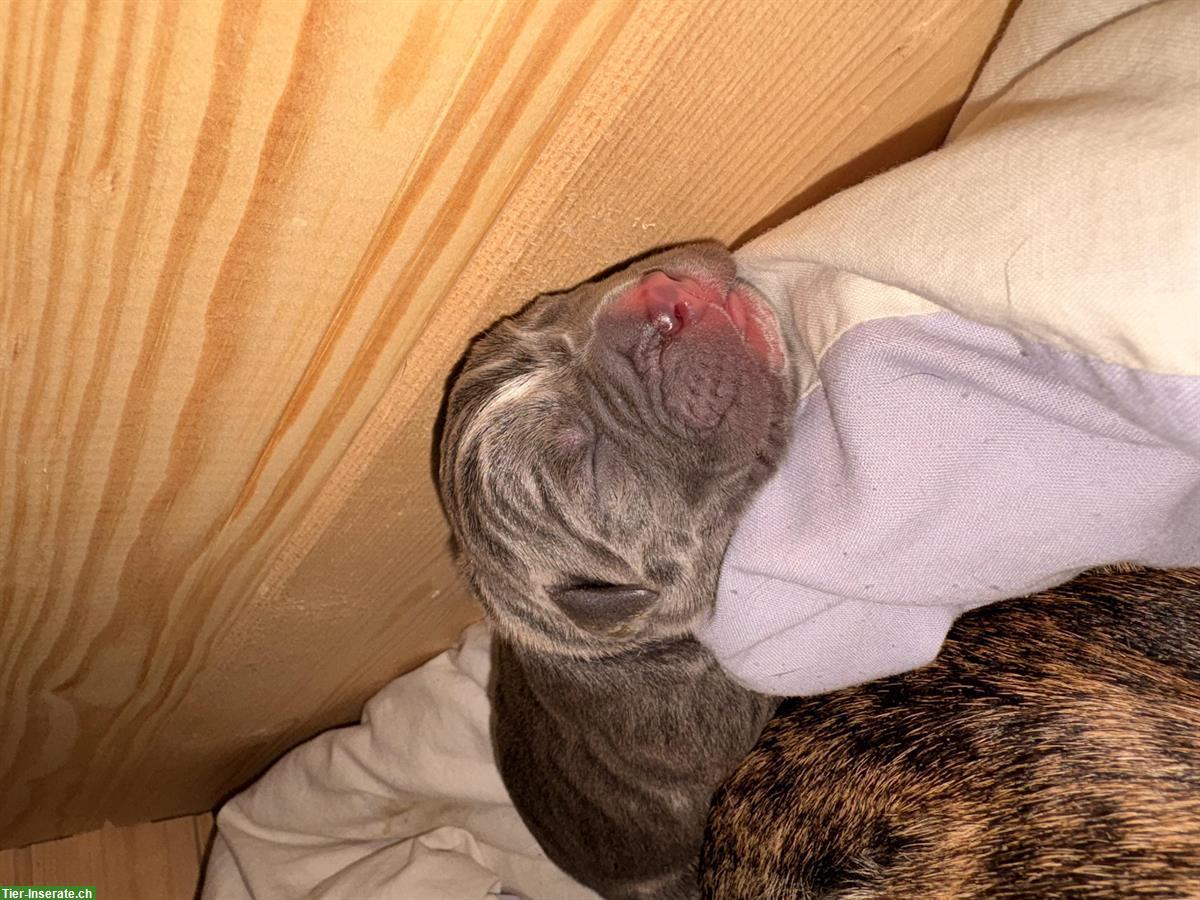 Bild 10: Bully-Mix Welpen Wurf-Ankündigung