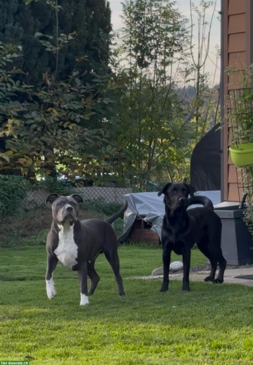 Bild 5: Bully-Mix Welpen Wurf-Ankündigung