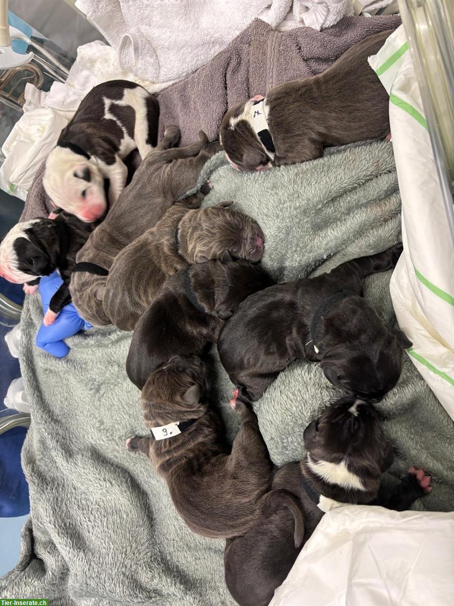 Bild 8: Bully-Mix Welpen Wurf-Ankündigung