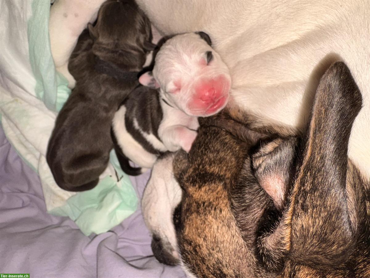 Bild 9: Bully-Mix Welpen Wurf-Ankündigung