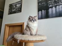 Erwachsene Ragdoll Katzen Dame mit Stammbaum