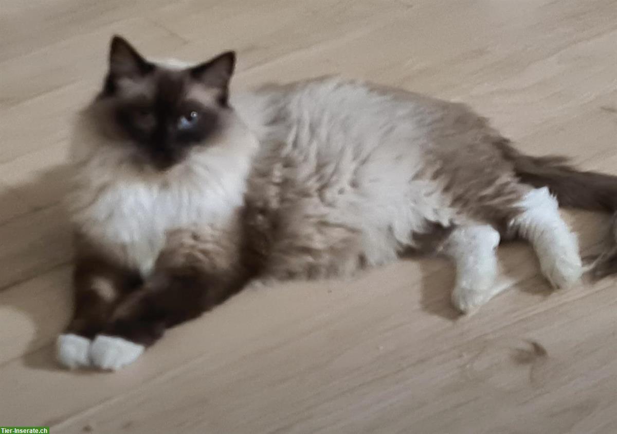 Bild 2: Erwachsene Ragdoll Katzen Dame mit Stammbaum