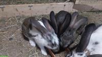 Junge Mix-Kaninchen, Belgische Riesen x Schweizer Schecke