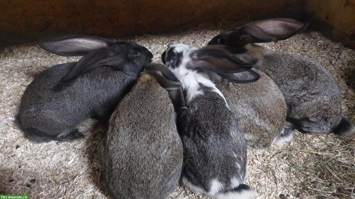 Bild 2: Junge Mix-Kaninchen, Belgische Riesen x Schweizer Schecke