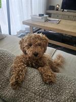 Maltipoo Hündin, 5 Monate alt sucht ein Zuhause