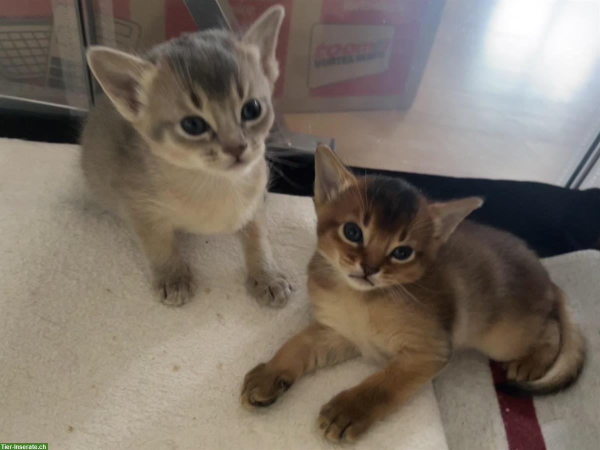 Abessinier Kitten, wildfarben und blue mit Stammbaum