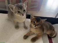 Abessinier Kitten, wildfarben und blue mit Stammbaum