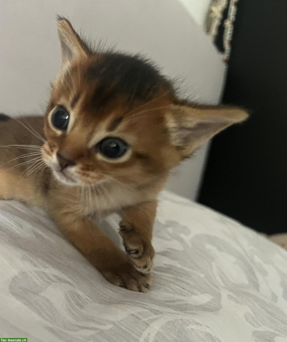 Bild 2: Abessinier Kitten, wildfarben und blue mit Stammbaum