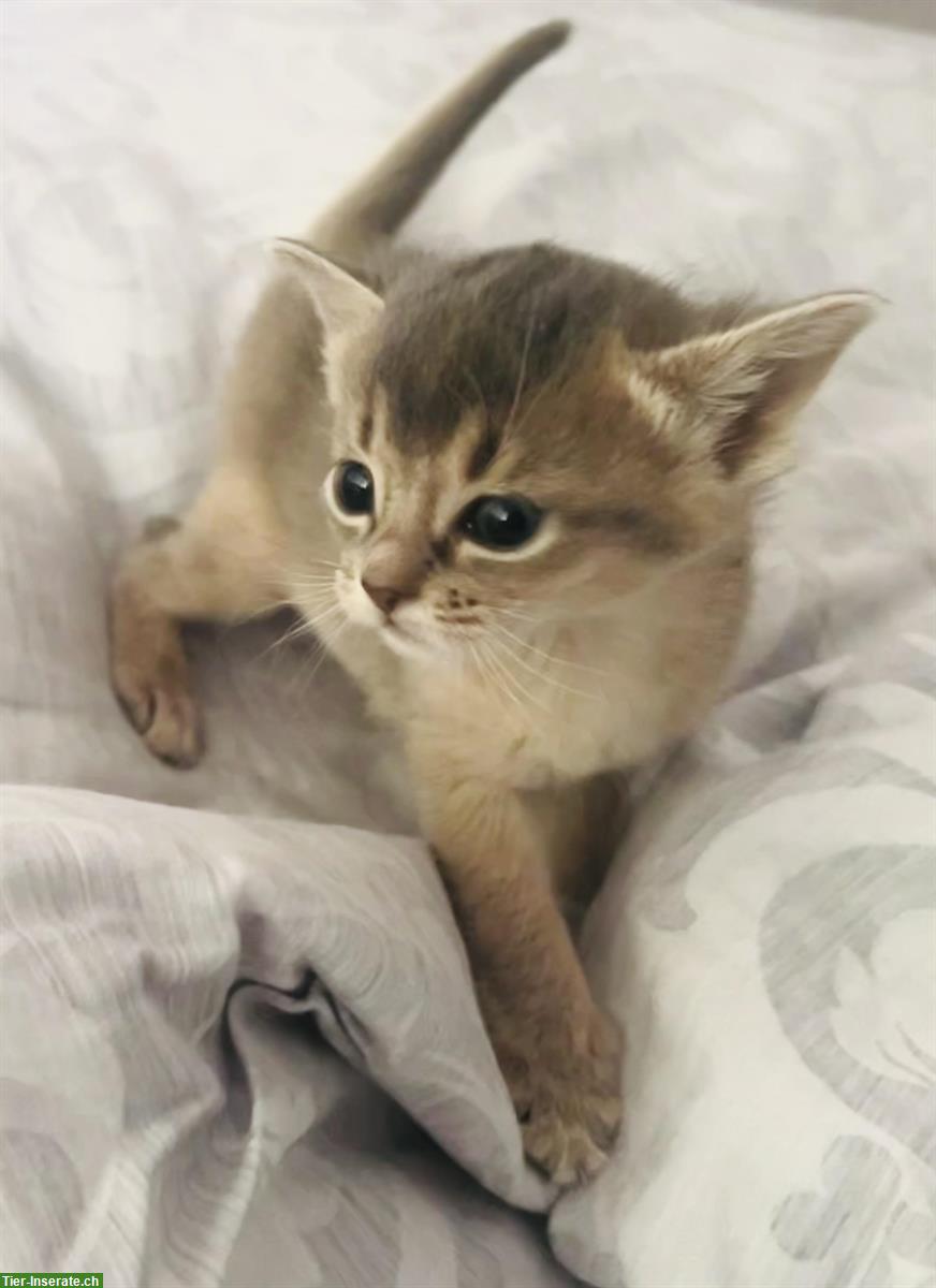 Bild 5: Abessinier Kitten, wildfarben und blue mit Stammbaum