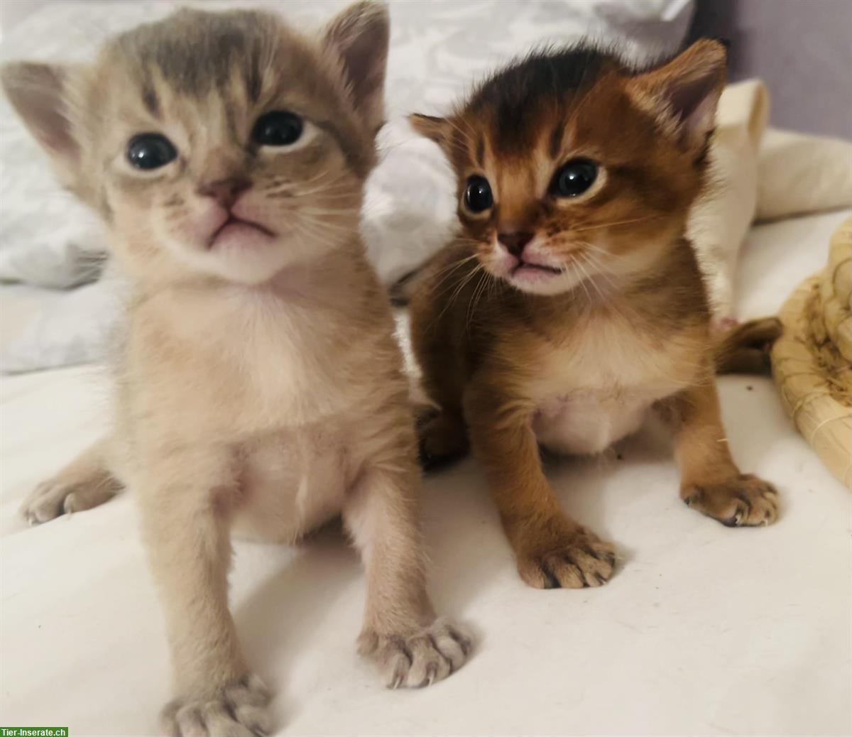 Bild 6: Abessinier Kitten, wildfarben und blue mit Stammbaum