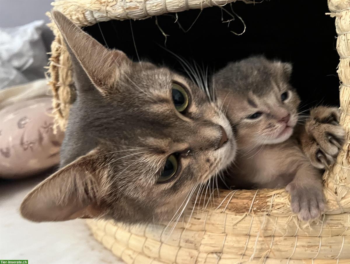 Bild 7: Abessinier Kitten, wildfarben und blue mit Stammbaum