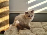 Ragdoll Kitten, Kater mit Stammbaum zu verkaufen
