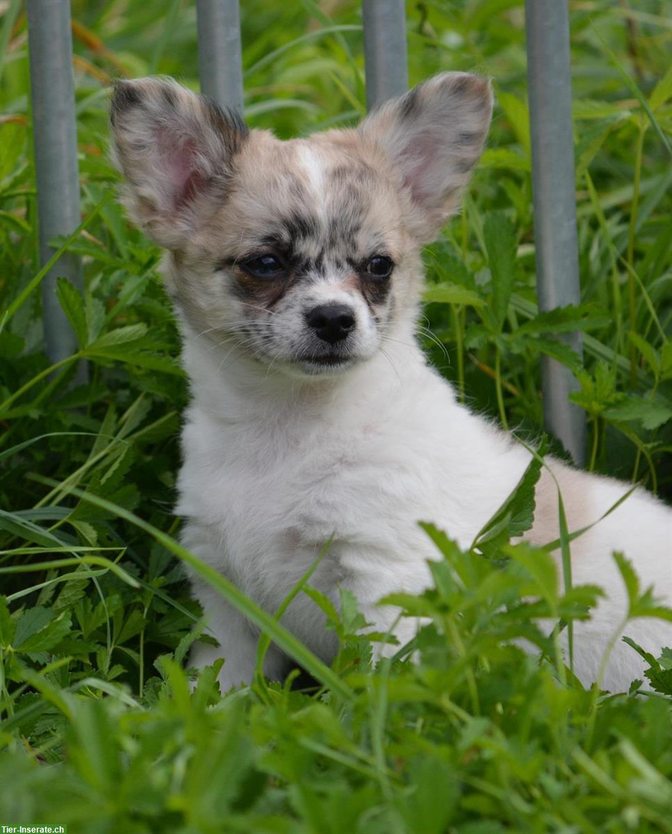 Chihuahua Welpen, weiblich zu verkaufen