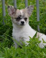 Chihuahua Welpen, weiblich zu verkaufen