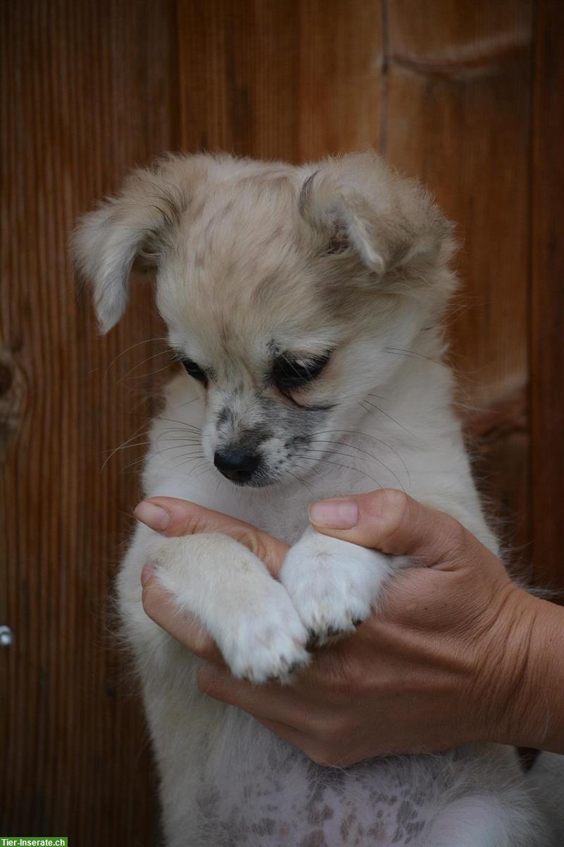 Bild 2: Chihuahua Welpen, weiblich zu verkaufen