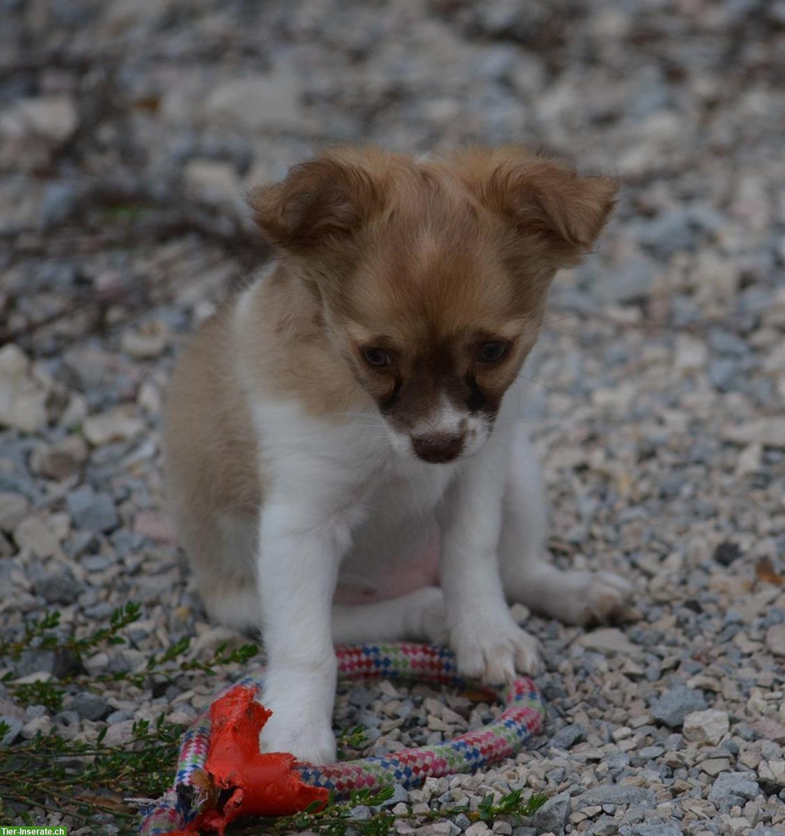 Bild 3: Chihuahua Welpen, weiblich zu verkaufen