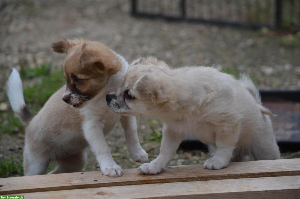 Bild 4: Chihuahua Welpen, weiblich zu verkaufen