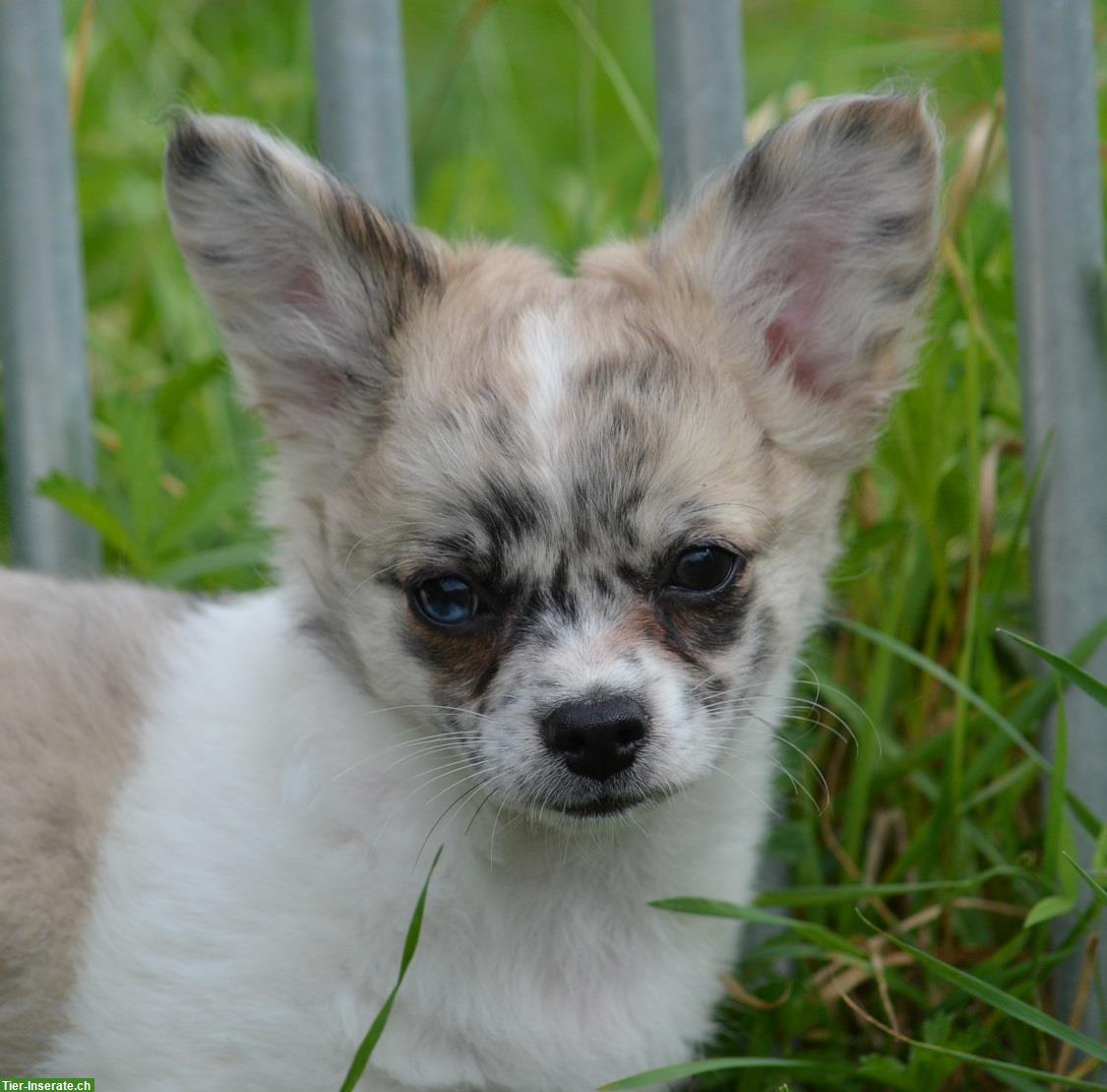 Bild 5: Chihuahua Welpen, weiblich zu verkaufen