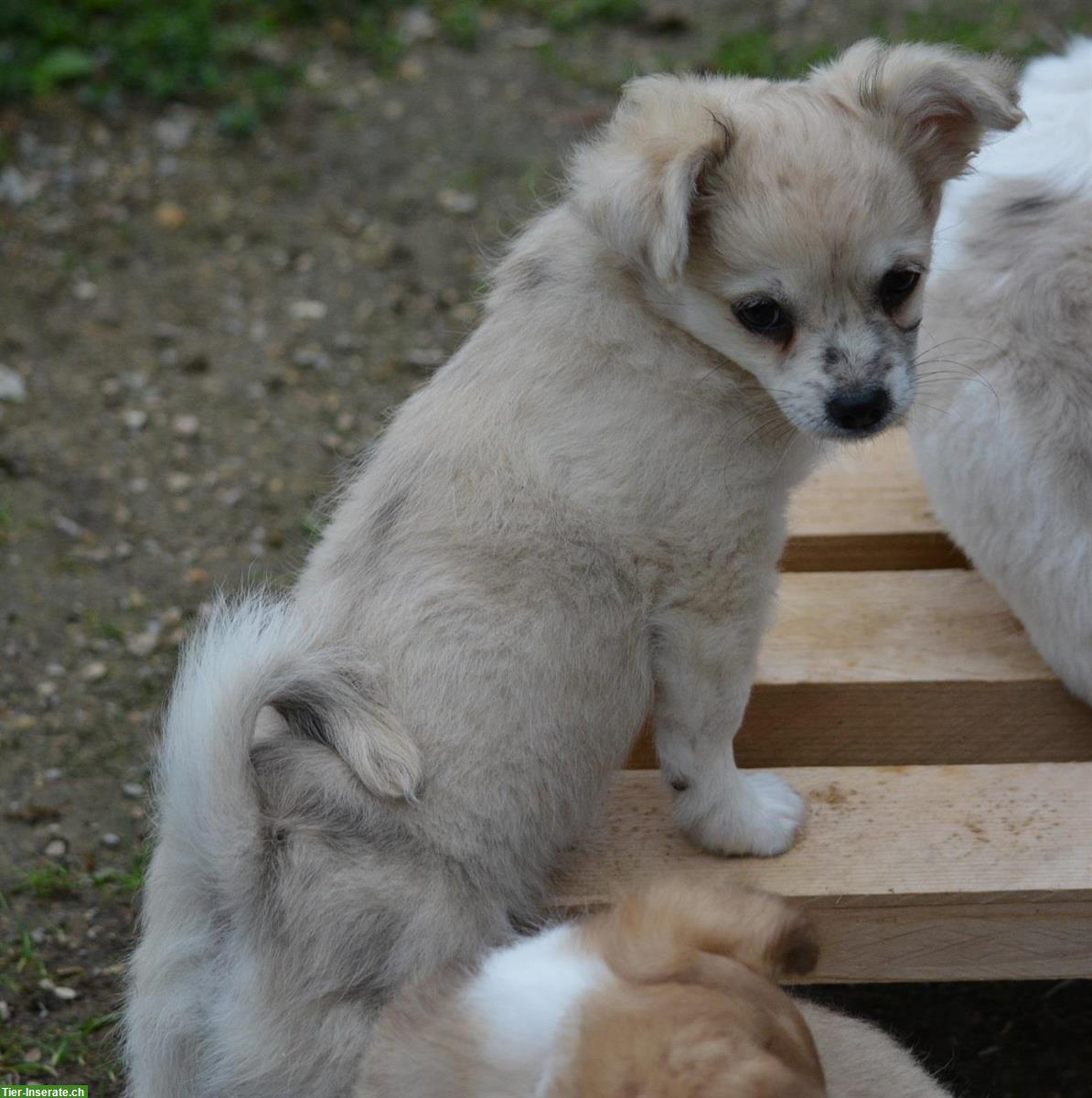 Bild 6: Chihuahua Welpen, weiblich zu verkaufen