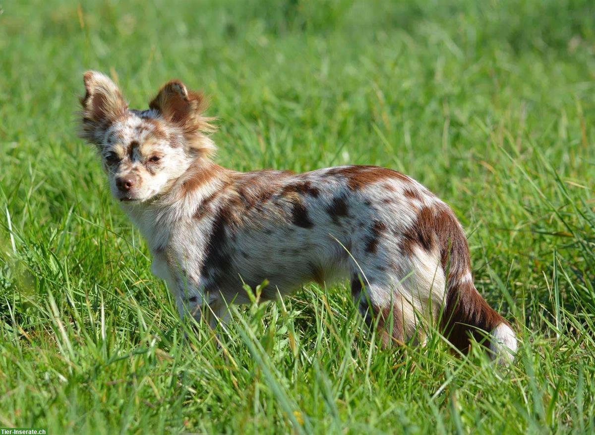 Bild 7: Chihuahua Welpen, weiblich zu verkaufen