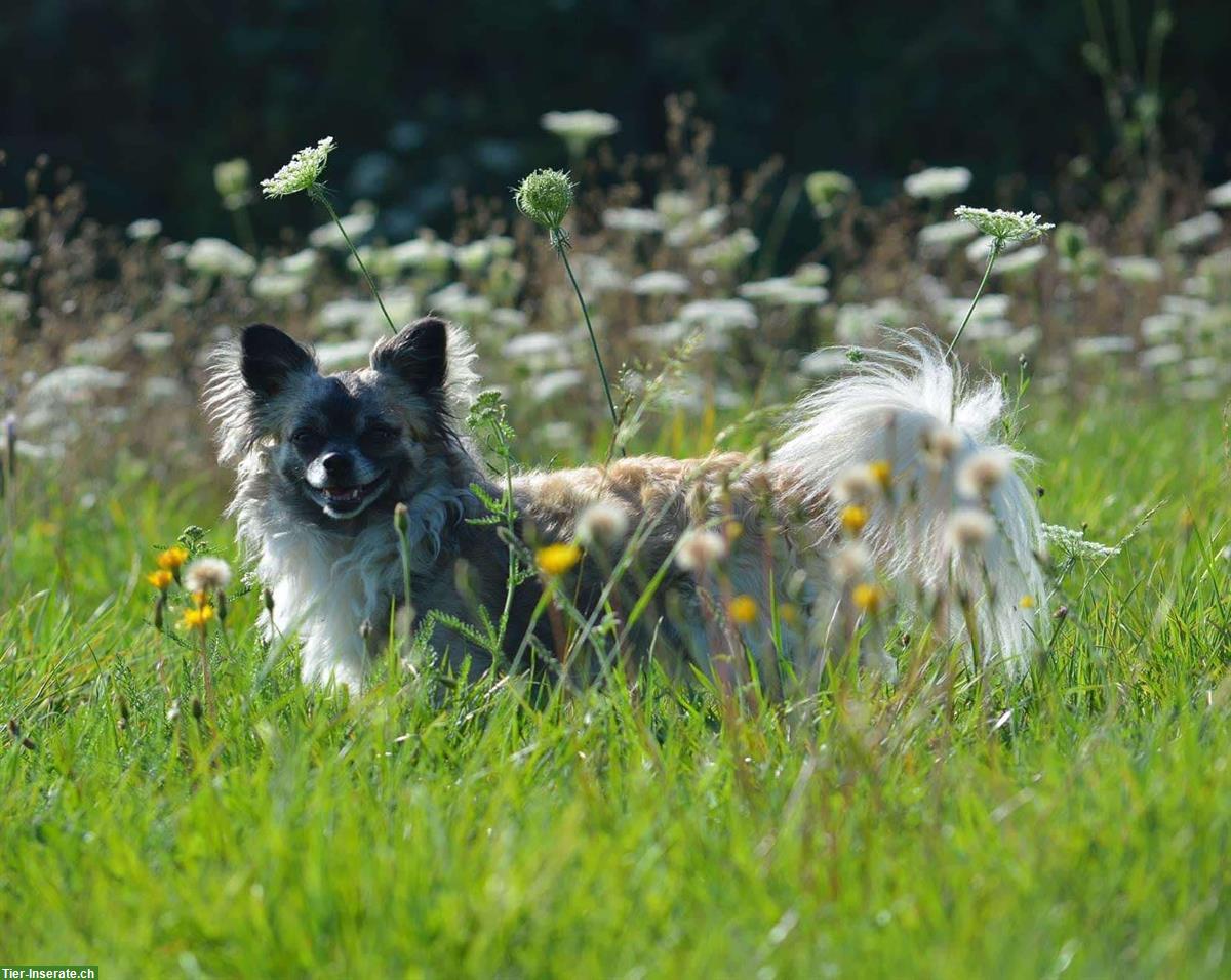 Bild 8: Chihuahua Welpen, weiblich zu verkaufen