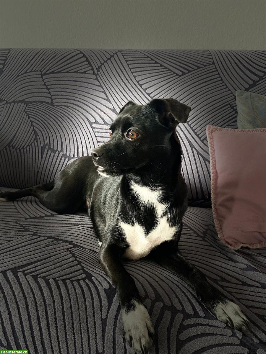 GRATIS: Jack Russell Hündin sucht liebevolles Zuhause