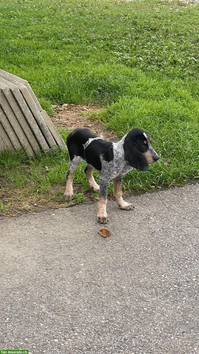 Luzerner Laufhund, Rüde und Hündin