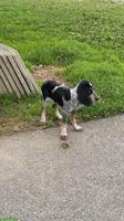 Luzerner Laufhund, Rüde und Hündin