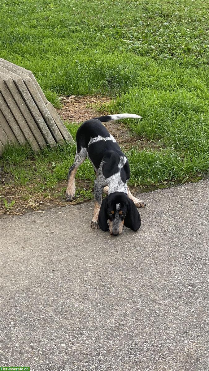 Bild 2: Luzerner Laufhund, Rüde und Hündin