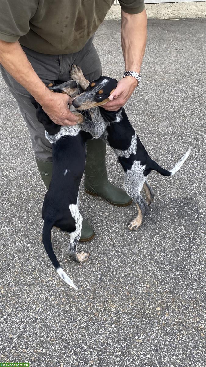 Bild 3: Luzerner Laufhund, Rüde und Hündin