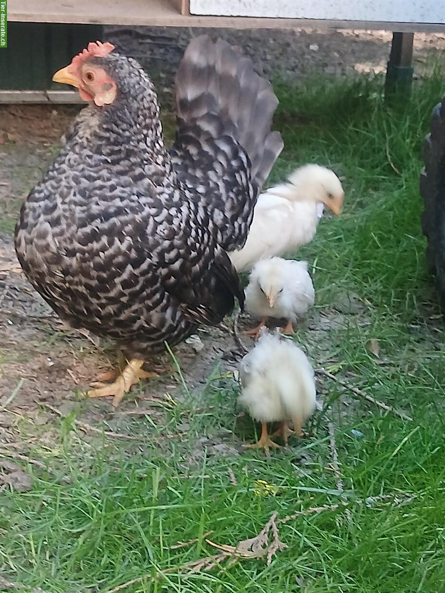 Serama/Herburg/Zwergseiden Jungtiere, handzahm