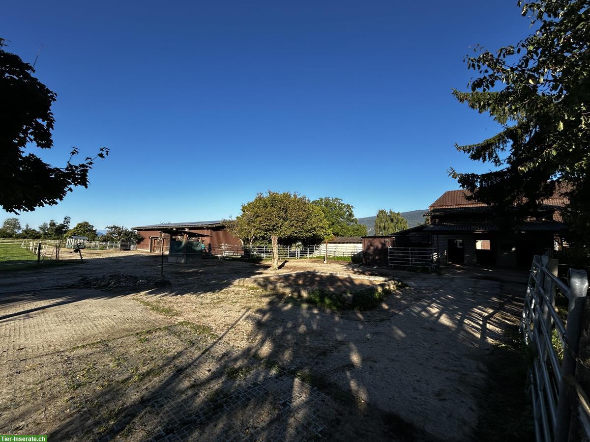 Bild 4: Offenstallplatz mit viel Platz und Trail zu vergeben