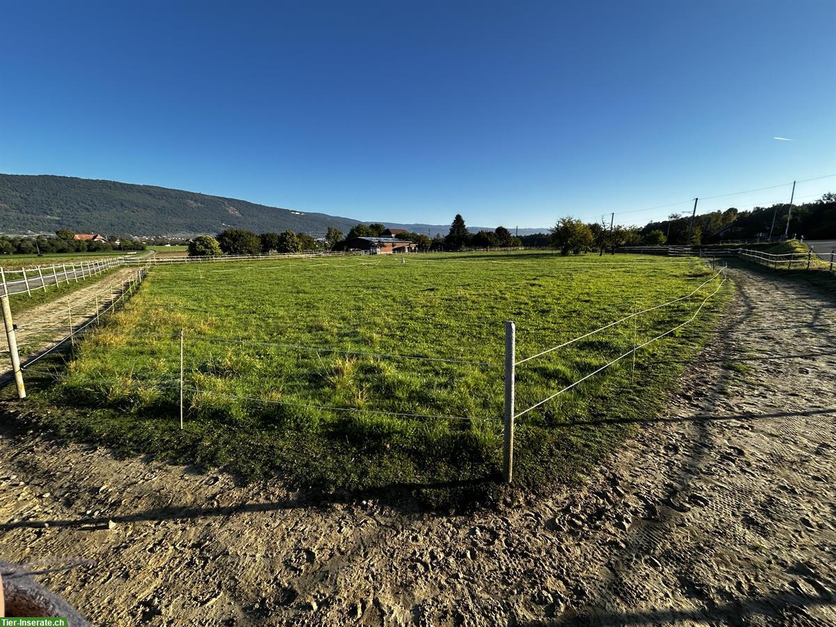 Bild 5: Offenstallplatz mit viel Platz und Trail zu vergeben