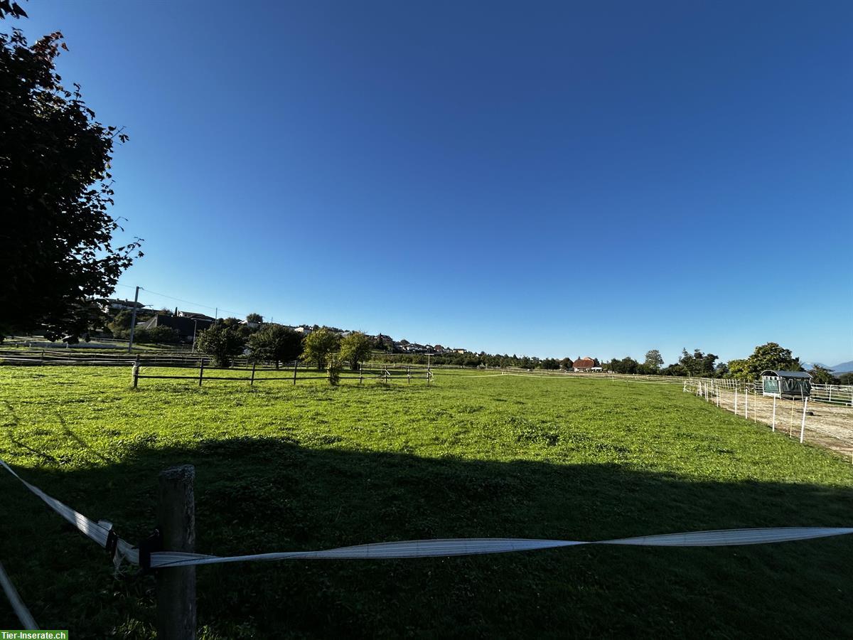 Bild 6: Offenstallplatz mit viel Platz und Trail zu vergeben