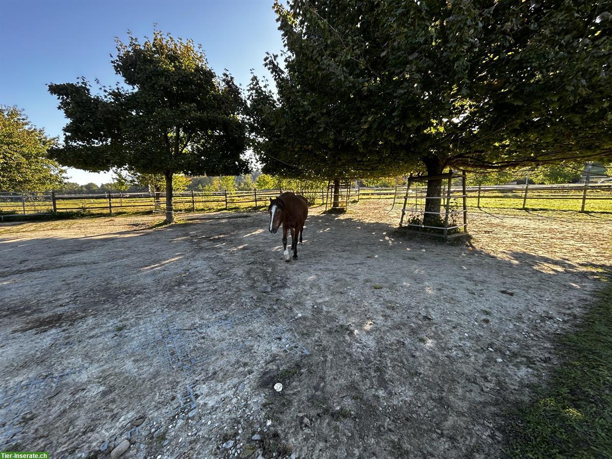 Bild 8: Offenstallplatz mit viel Platz und Trail zu vergeben