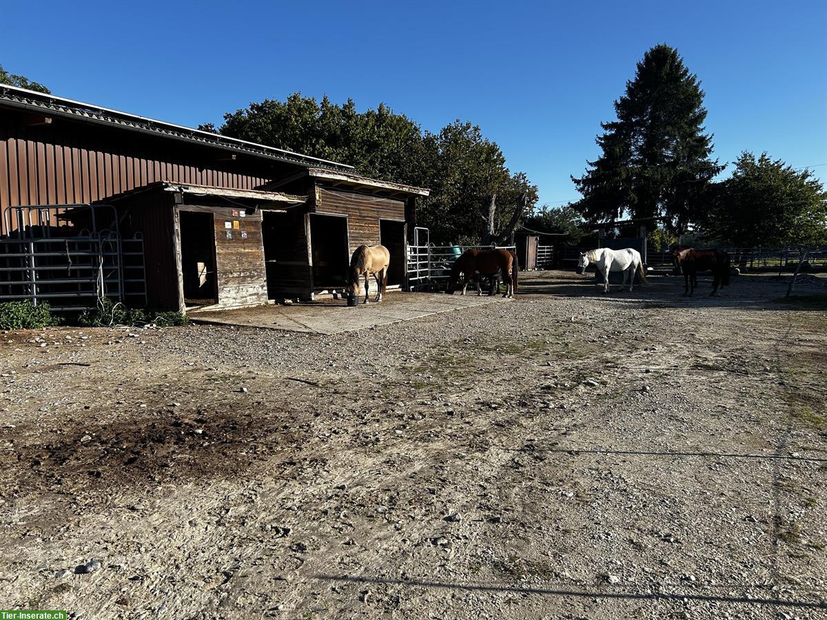 Bild 9: Offenstallplatz mit viel Platz und Trail zu vergeben