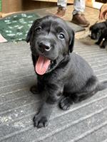 Schwarze Labrador Welpen zu verkaufen, CH-Zucht
