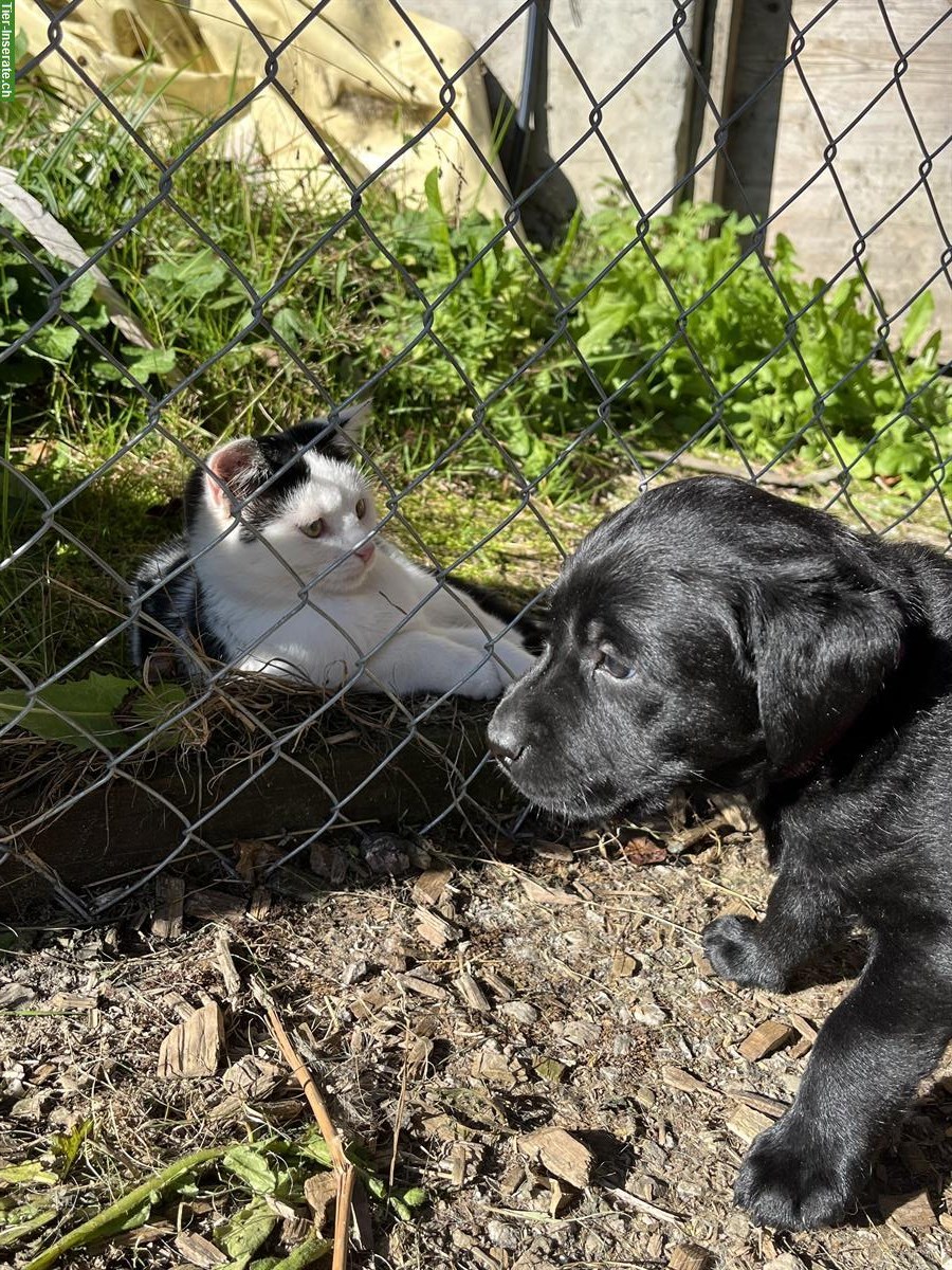 Bild 10: Schwarze Labrador Welpen zu verkaufen, CH-Zucht