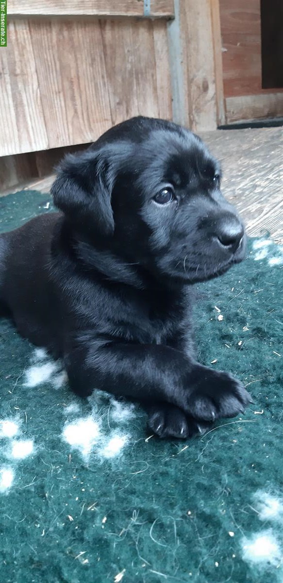 Bild 2: Schwarze Labrador Welpen zu verkaufen, CH-Zucht