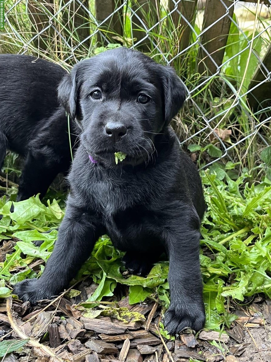 Bild 3: Schwarze Labrador Welpen zu verkaufen, CH-Zucht