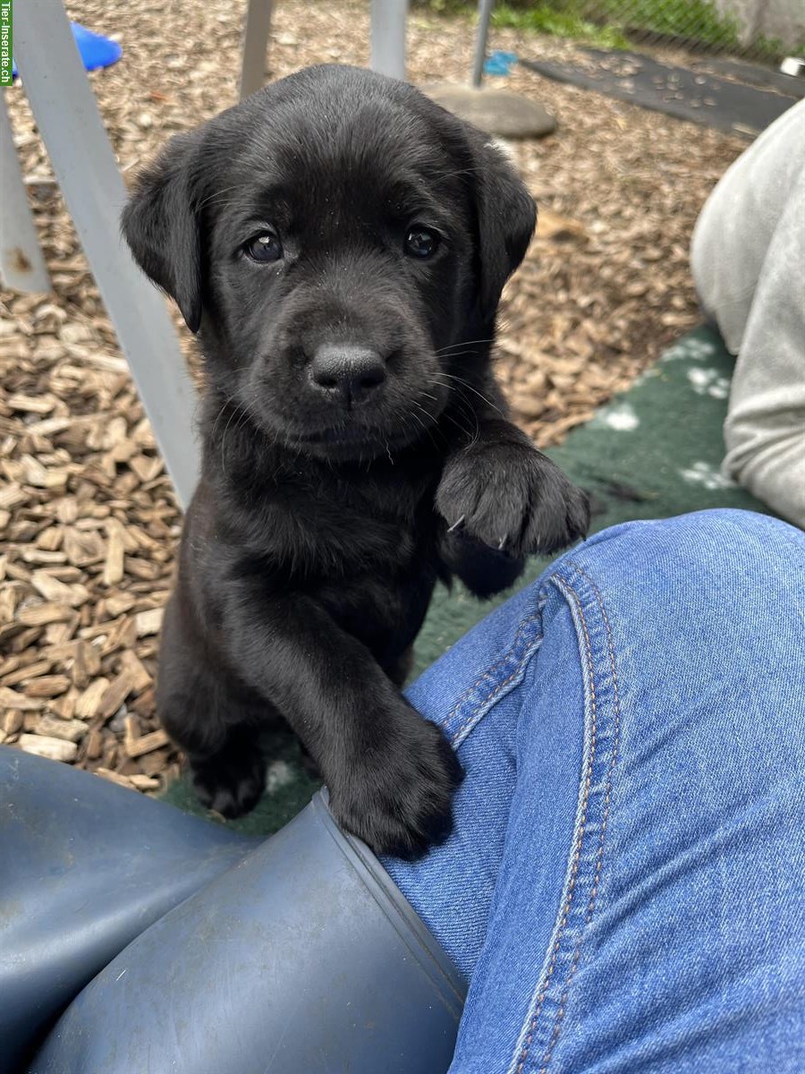 Bild 4: Schwarze Labrador Welpen zu verkaufen, CH-Zucht
