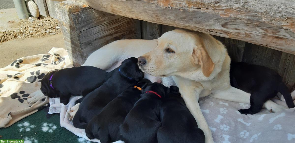 Bild 5: Schwarze Labrador Welpen zu verkaufen, CH-Zucht