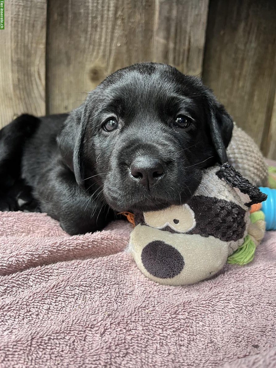 Bild 6: Schwarze Labrador Welpen zu verkaufen, CH-Zucht