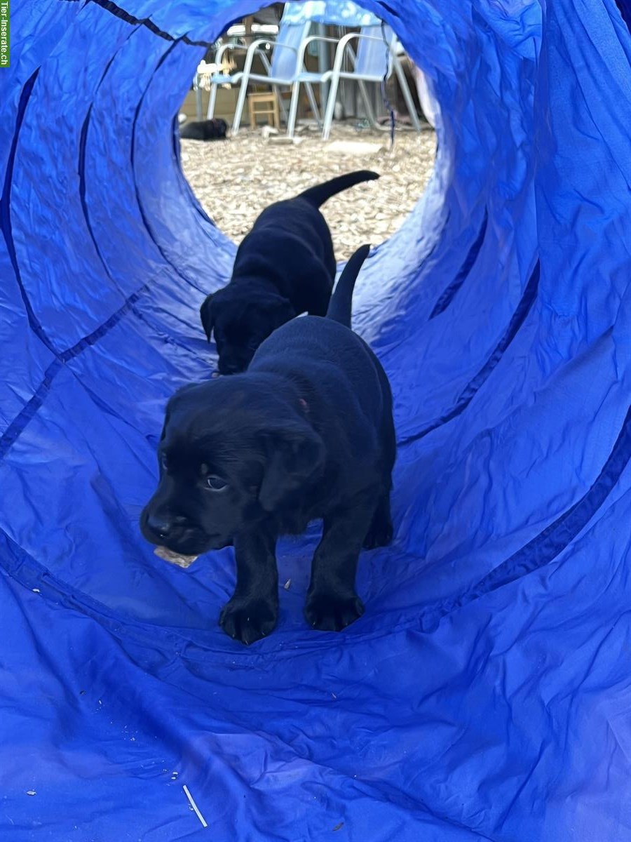 Bild 7: Schwarze Labrador Welpen zu verkaufen, CH-Zucht