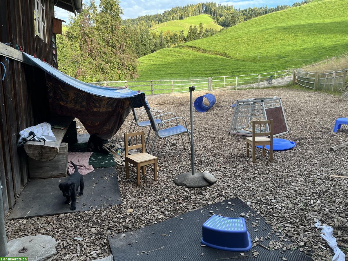 Bild 8: Schwarze Labrador Welpen zu verkaufen, CH-Zucht