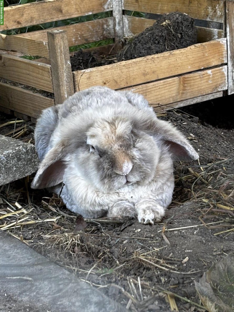 Kaninchen-Paar in Aussenhaltung mit Zubehör abzugeben